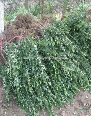 大葉扶芳藤各種規(guī)格*、扶芳藤苗木